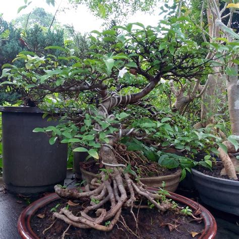 We did not find results for: Cara Membentuk Bonsai Anting Putri Dengan Kawat - Suka Bonsai