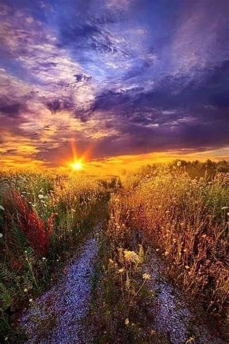 The Sun Is Setting Over A Field With Tall Grass And Wildflowers In It