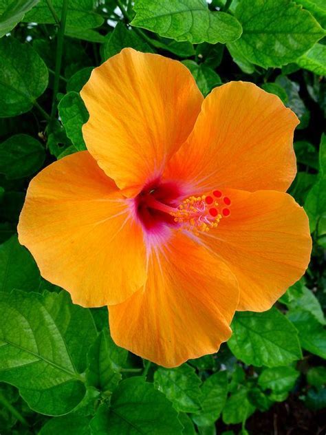 Orange Hibiscus Honolulu Hawaii Hawaii Naturalist Flickr