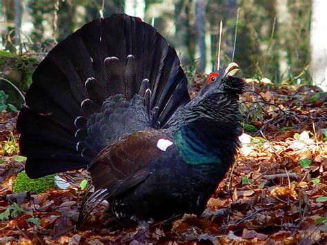 Marubricabrac Coq de bruyère