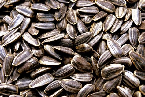 Sunflower Seeds Free Stock Photo Public Domain Pictures