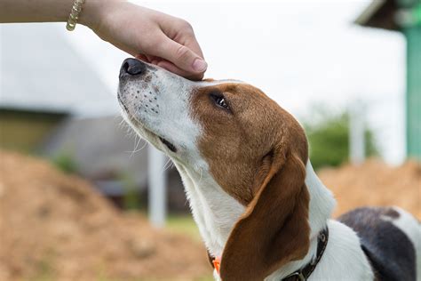 Dog Breed Profile: Getting To Know The Beagle | Figo Pet ...