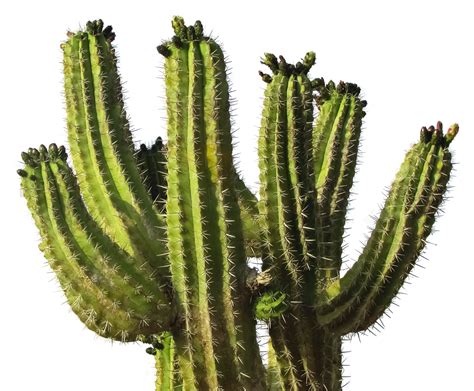 Cactus Desert Plant PNG Transparent Image - PngPix png image