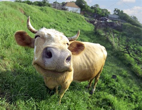 Smiling Cow On Arural Landscape Animal Stock Photos Creative Market