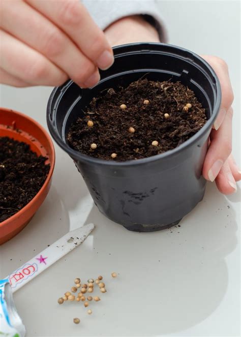 Once these roots take hold, a small plant will begin to emerge and eventually break through the soil. How to grow a windowsill herb garden - Growing Family