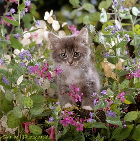 Fluffy Grey Kitten Among Flowers Photo Wp15870