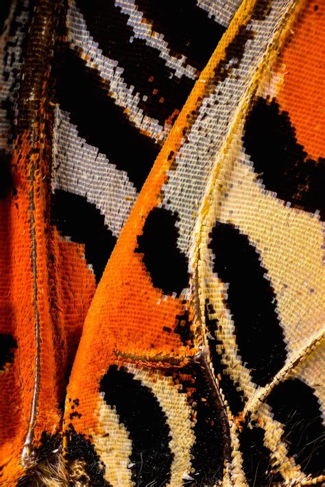 Macro Photography Reveals The Striking Details Of Butterfly Wings