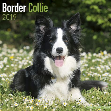 Border Collie Calendari Da Muro 2022 Compra Su Europostersit