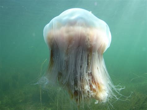 Lion's mane jellyfish (cyanea capillata) are named for their showy, trailing tentacles reminiscent of a lion's mane. Lions mane jellyfish