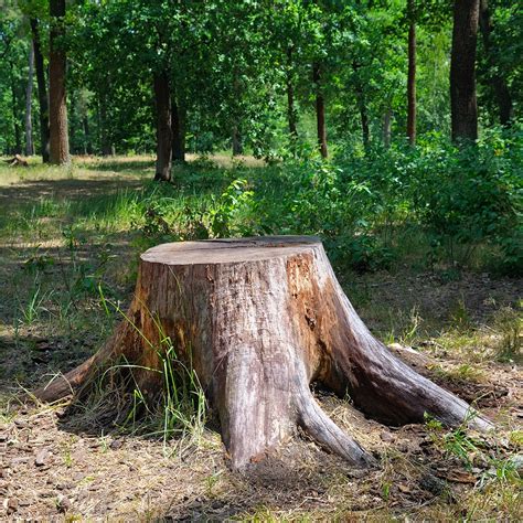 Stump Grinding Elite Tree Care