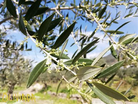 How Do Olives Grow Pictures And Infographic Of Olive Growth Cycle