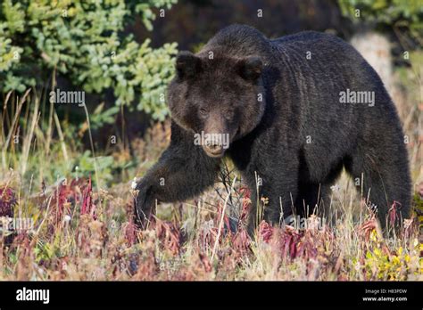 Grizzly Bear Ursus Arctos Horribilis Yukon Canada Stock Photo Alamy