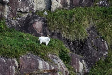 Hunt Report Alaska Mountain Goat Tom Farrell Outdoors International