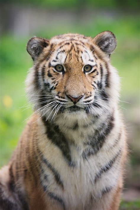 Young Amur Tiger Portrait Stock Image Image Of Portrait 53956649