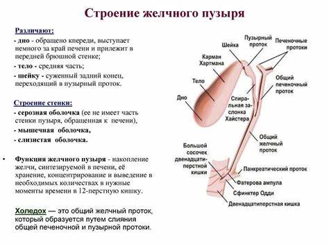 Желчный пузырь диета и лечение Желчный пузырь - строение, функции, болезни и их лечение Желчный пузырь - строение, функции, болезни и их лечение Желчный пузырь диета и лечение