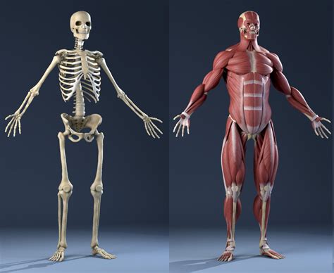 3d Model Realistic Anatomy Skeleton Muscles 3d Model