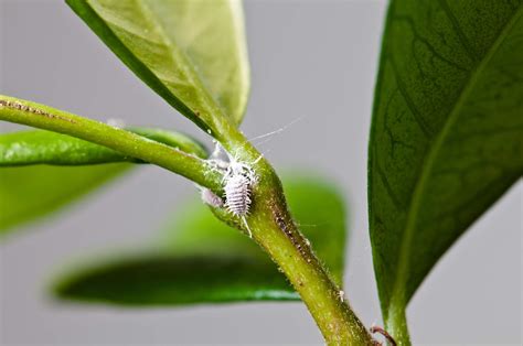 How To Get Rid Of Mealybugs On Plants