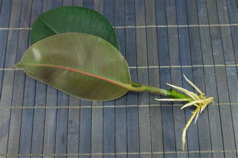 Decora as affected by iba. How to grow Ficus elastica from cuttings in 2020 | Ficus ...