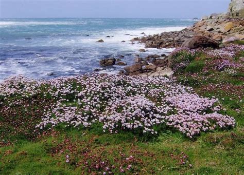 Jun 8 For World Oceans Day We Have A Beautiful Seaside Flower The