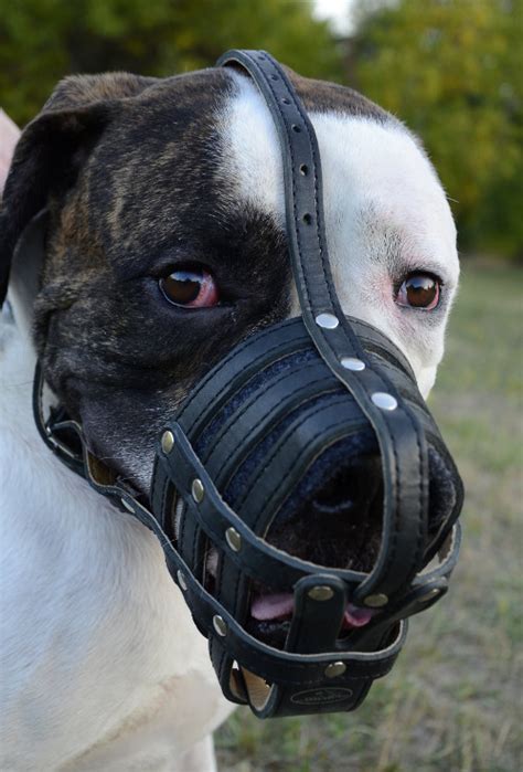 They both only require occasional baths as long as they don't get too dirty exercising; Padded Dog Muzzle for American Bulldog | American Bulldog ...