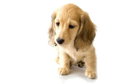 Labrador Retriever Golden Retriever Puppy Dog breed - Dog | Cute dog wallpaper, Cute animals ...