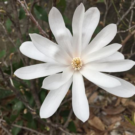10 Fakta Menarik Magnolia Bunga Khas Musim Semi Asal Amerika Utara