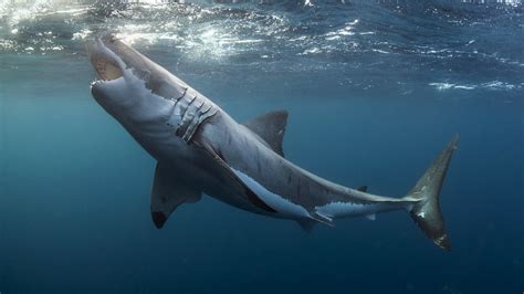 Great White Shark Animals Shark Underwater Great White Shark Hd