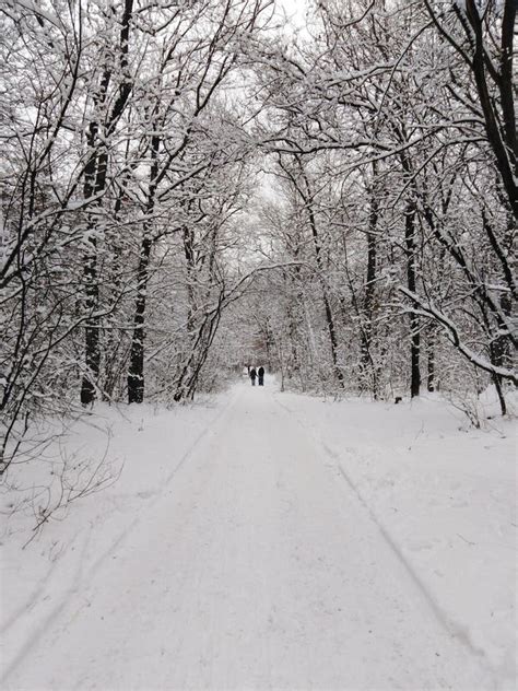 Beautiful Winter Forest The Road In The Snowy Forest Stock Image