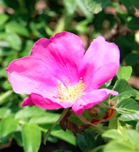 The site owner hides the web page description. ハマナス（浜梨）の花言葉と誕生花－花の持つ言葉
