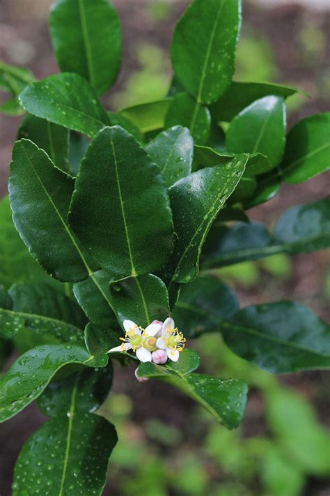 The kaffir lime tree thrives in potted environments and would benefit from placement out on the patio or deck; Gardening 101: Thai Lime Trees - Gardenista