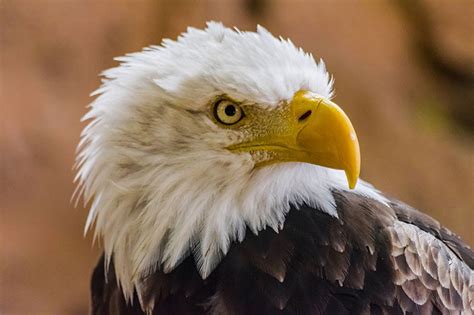 Why Is The Bald Eagle The National Bird Of The Usa Bird Spot