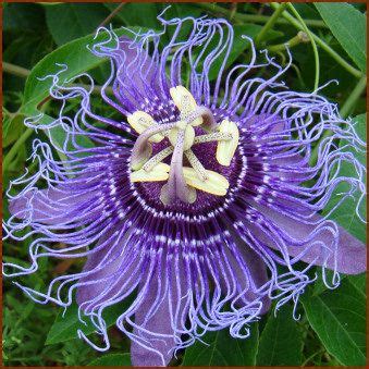 Additional shade plants based on the gardening zone. Zone 7 Passiflora Inspiration @Erica Johnsen ~maybe you ...