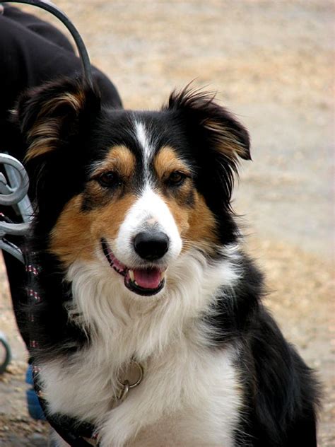 72 Best Tri Color Border Collie Herding Dog Images On Pinterest