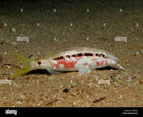 Red Sea Goatfish Stock Photo Alamy