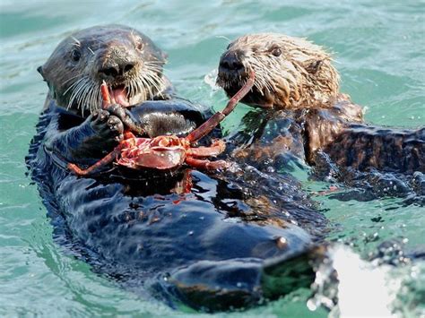 Sea Otters Marine Mammals That Eat Shellfish And Invertebrates