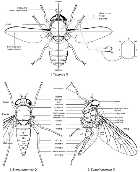 1 3 Main Anatomical Divisions And Parts Of Adult Flies 1 Dorsal