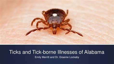 Pdf Ticks And Tick Borne Illnesses Of Alabama