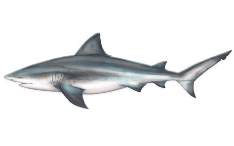 Bull Shark Shark Research And Conservation Program Src University
