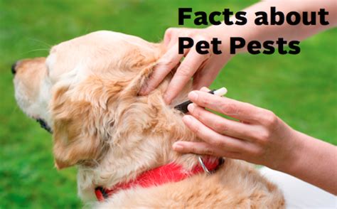 Get directions, reviews and information for midwest pest control in north little rock, ar. Clark Exterminating Blog