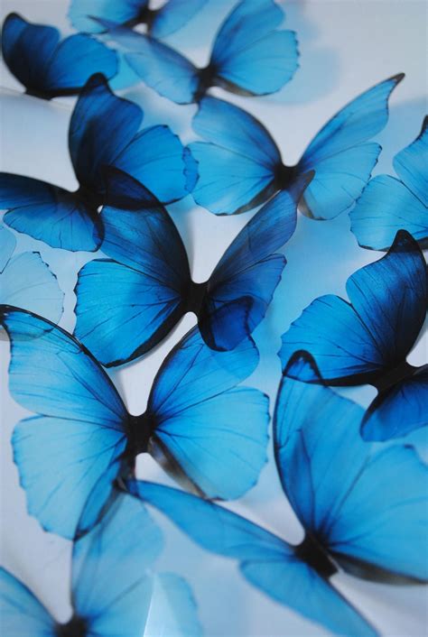 Blue Butterfly Wallpaper Butterfly Wall Decor Baby Blue Wallpaper