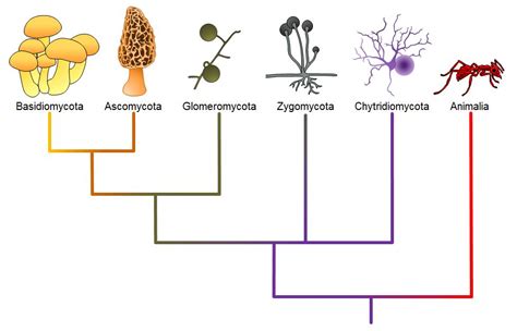 Classifications Of Fungi Openstax Biology 2e