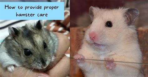 15 Proper Hamster Care Tips How To Be A Good Hamster Parent