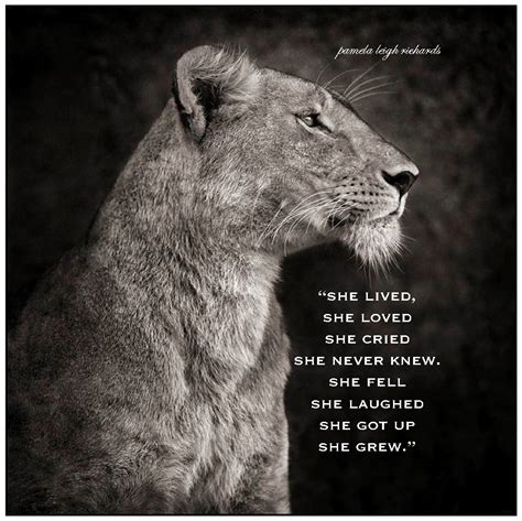 Lioness Quotes Quotesgram