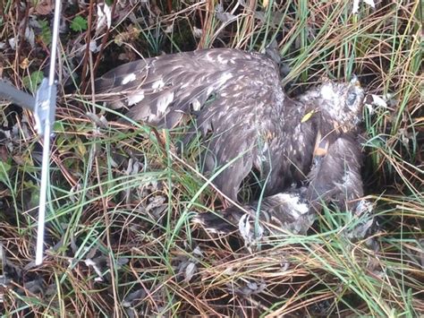 Dozens Of Golden Eagles Disappear In Scotland