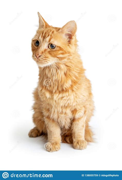 Orange Tabby Cat Long Hair Sitting Stock Image Image Of Background