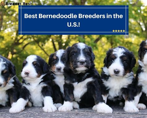 14 Best Bernedoodle Breeders In The Us 2023 Breeder Best