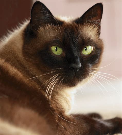 How much does a siamese cat cost? Siamese