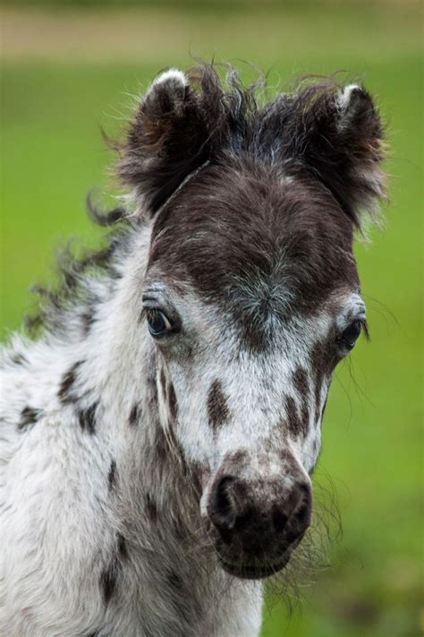 Check spelling or type a new query. tickled-fancy | Cute horses, Baby horses, Beautiful horses