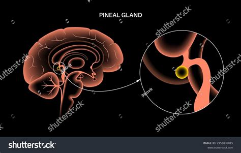 Pineal Gland Epithalamus Anatomy Human Brain Stock Vector Royalty Free