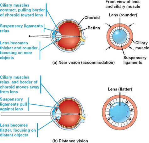 Mydriasis Mydriatic Pupil Causes Diagnosis And Treatment
